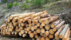 Једна од основних сировина за производљу биогорива код нас и даље остаје дрвни материјал.